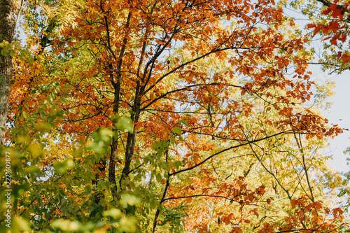 autumn canopy of mixed deciduous trees with orange and yellow leaves under bright daylight, close upward view