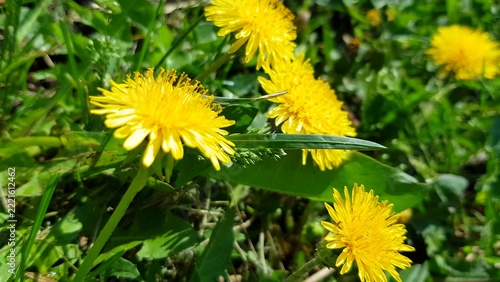 Spring nature. Dandelion flowers and green grass close-up, swaying in the wind