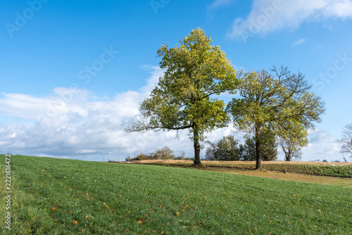 Fraxinus excelsior Gemeine Esche Habitus in Herbstfärbung
