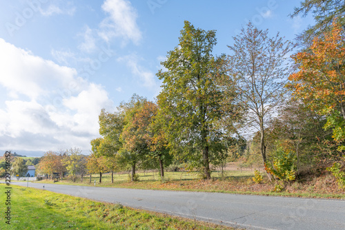 Tilia platyphyllos Habitus an einer Landstraße in Thüringen