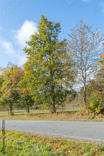 Tilia platyphyllos Habitus an einer Landstraße in Thüringen
