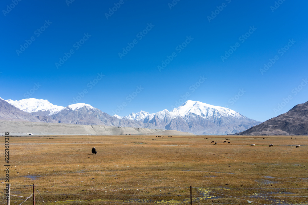 Fototapeta premium withered grassland under snow mountains in pamir plateau