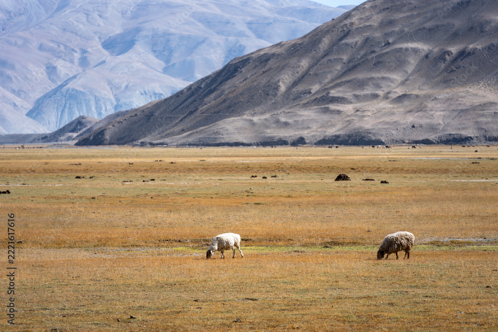 Fototapeta premium sheep grazing on the grasslands of pamir plateau with mountains in background