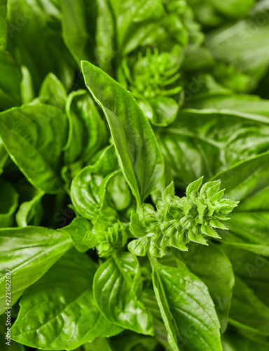 Fresh basil leaves with central flower bud