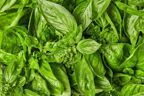 Fresh basil leaves and flower buds, close up