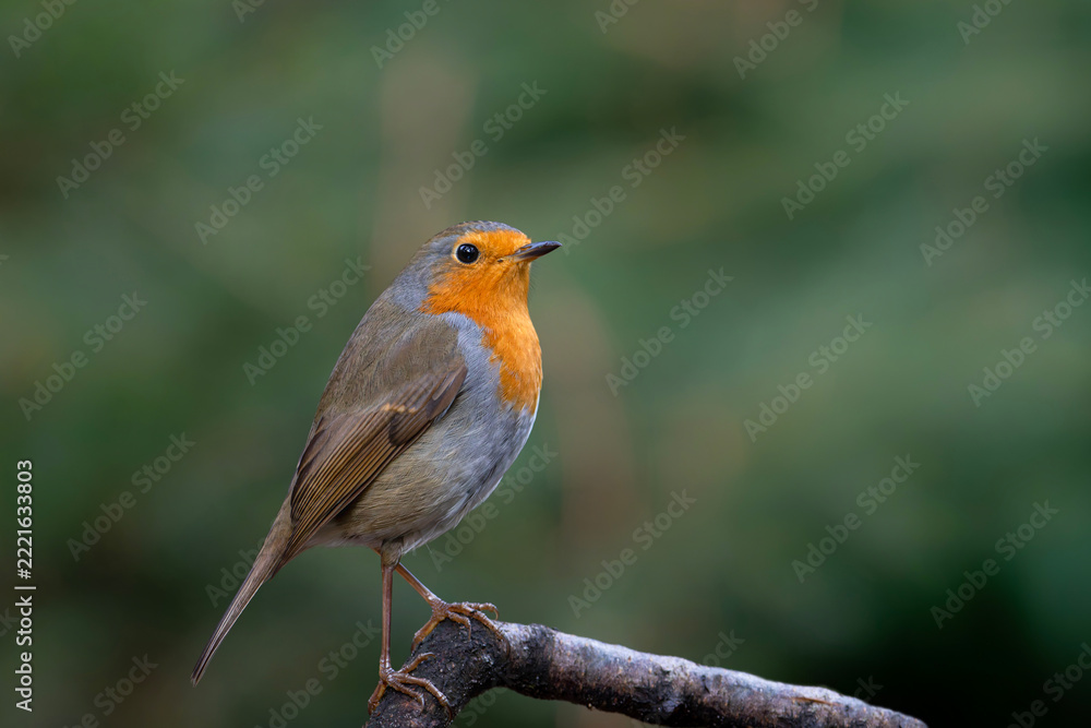 Obraz premium European Robin (Erithacus rubecula) searching for food in the forest of the Netherlands. 