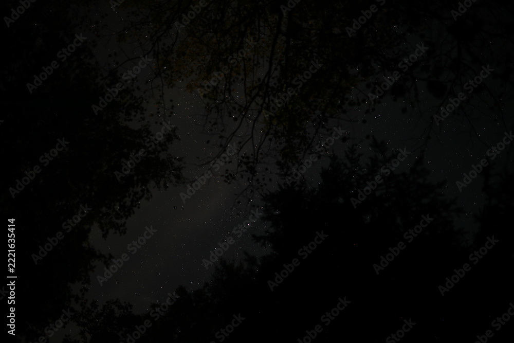 Fototapeta premium Serene Night Sky View Through Forest Canopy Illuminated by Stars