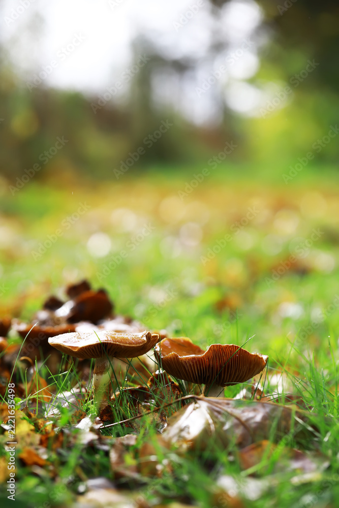 Fototapeta premium Wild Autumn Mushrooms in Sunlit Forest Meadow with Fallen Leaves and Blurred Background