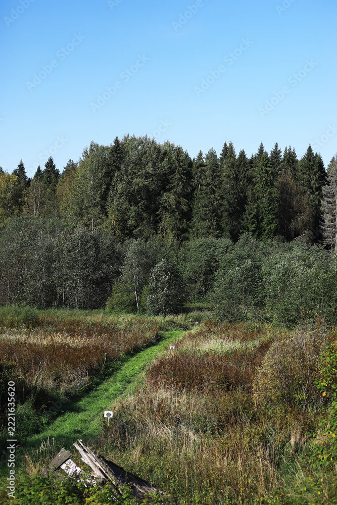 Fototapeta premium Lush Forest Path in a Scenic Countryside Landscape with Clear Blue Sky