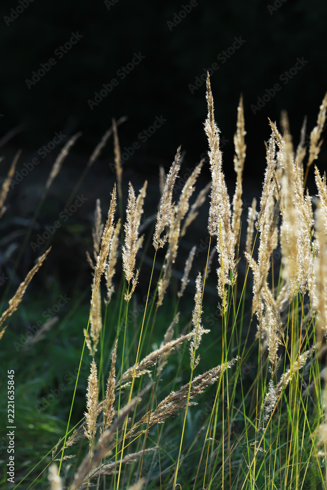 Fototapeta premium Golden Sunlit Grasses in Natural Landscape with Dark Background