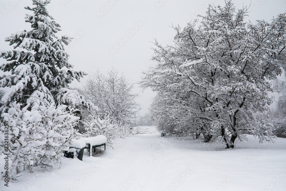 Fototapeta premium Snow-Covered Park Pathway with Benches and Frosty Trees in Winter Wonderland Scene