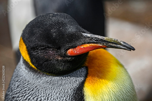 Fotografie King penguin`s head. Latin name - Aptenodytes patagonicus