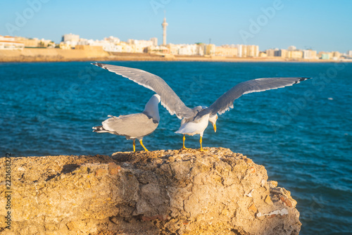 Photo of two seagulls on rock next to the Atlantic ocean on coastline of Cadiz