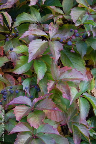 Cloce up of Autumn Virginia Creeper with Vibrant Red Foliage