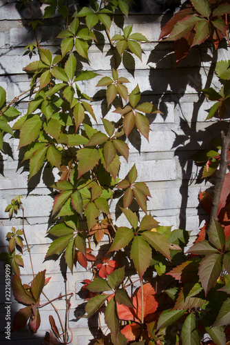 Autumn Virginia Creeper with Vibrant Red Foliage