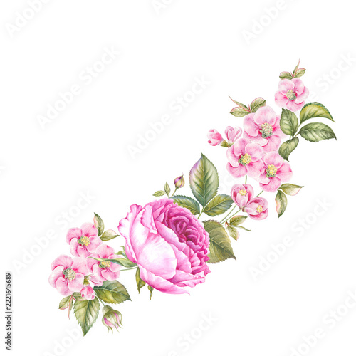 Watercolour botanical illustration.