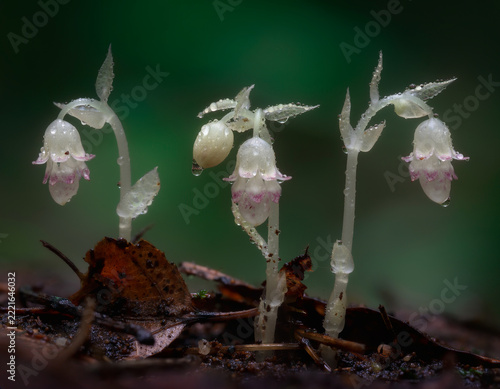 Translucent Ghost Pipe Wildflowers on Damp Forest Floor