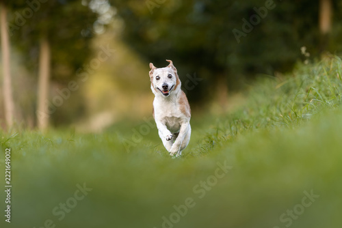 A small mixed-breed dog named Colette, in autumn colors.