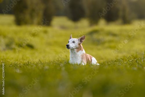 A small mixed-breed dog named Colette, in autumn colors.