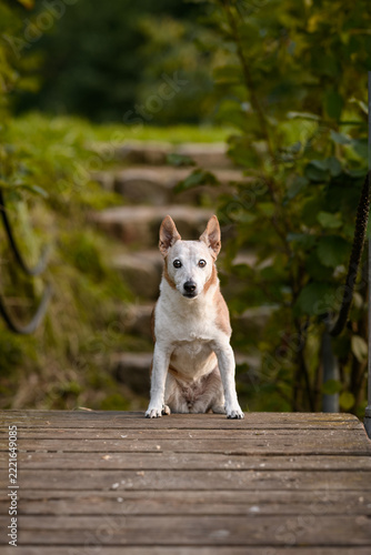 A small mixed-breed dog named Colette, in autumn colors.