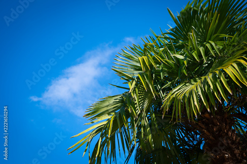 Green Palm Tree Canopy Against Clear Blue Sky background