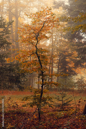 Baum im Park - Herbst