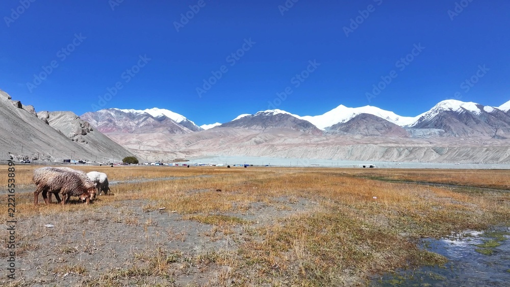 Fototapeta premium flock of sheep grazing on grassland under snow mountains in pamir plateau