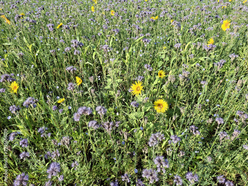 Sonnenblumen im Sonnenblumenfeld in Dortmund, Deutschland