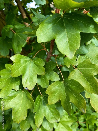 Fresh green maple leaves on a tree branch natural background