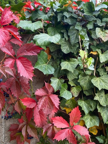 Contrast of vibrant red autumn leaves and green ivy on a stone wall background