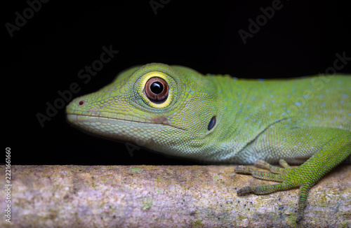 Neotropical Green Anole (Norops biporcatus) Head Portrait Close Up