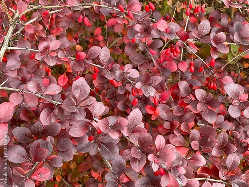 Red barberry bush leaves and ripe berries autumn background texture