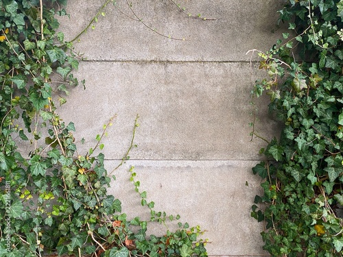Green ivy vines climbing on concrete wall background with copy space