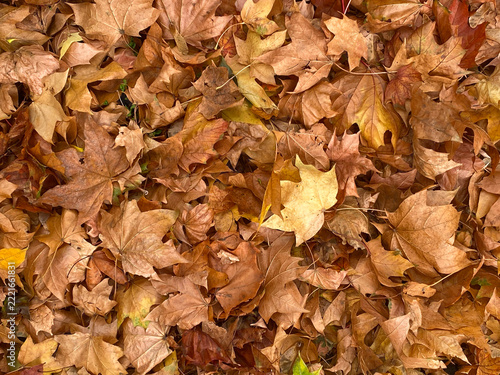 Dry brown autumn maple leaves on the ground natural background texture