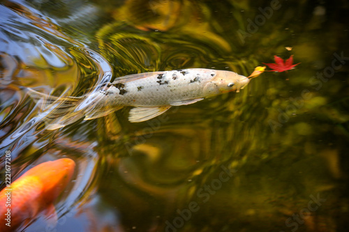 fish in the water
