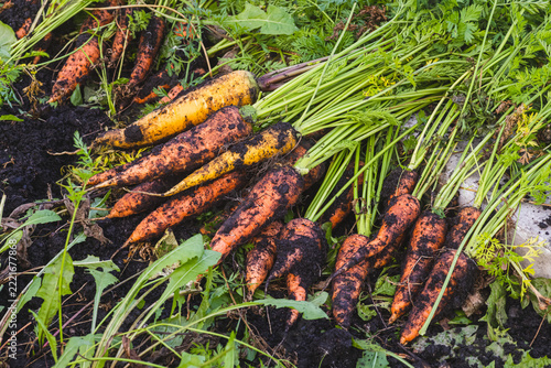 the harvest of orange and yellow carrots is in the garden