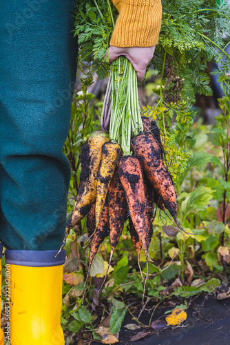 a bunch of ripe carrots in the hands of a woman in yellow rubber boots