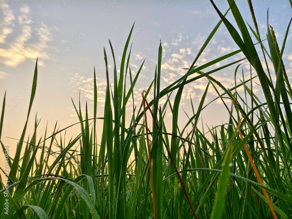 Obraz premium Low Angle View of Fresh Green Grass Blades Reaching Toward a Soft Cloudy Sky at Sunrise