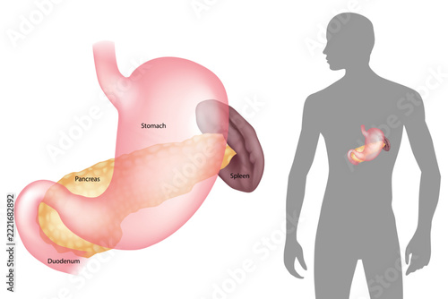 Realistic three-dimensional medical illustration of the human spleen presented in multiple anatomical views, including the visceral surface with the splenic hilum and branching blood vessels, a side v
