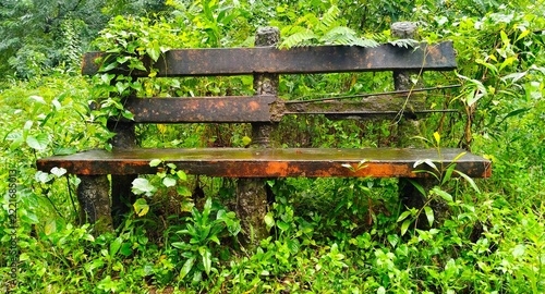 Rustic cement bench covered in climbing green vines set amidst lush overgrown wilderness meadow landscape