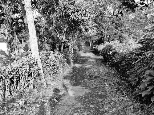 Black and white a peaceful dirt path winding through a lush rural village