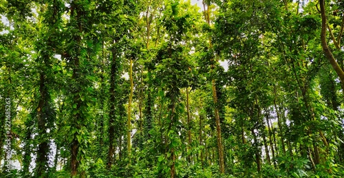 Lush green forest with tall trees and dense foliage growing in a natural tropical jungle environment