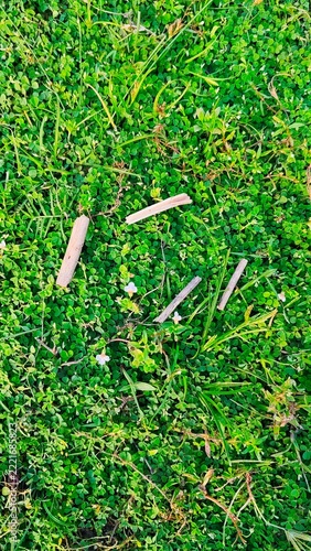 Lush green grass background with small dry wooden sticks scattered on a natural outdoor lawn