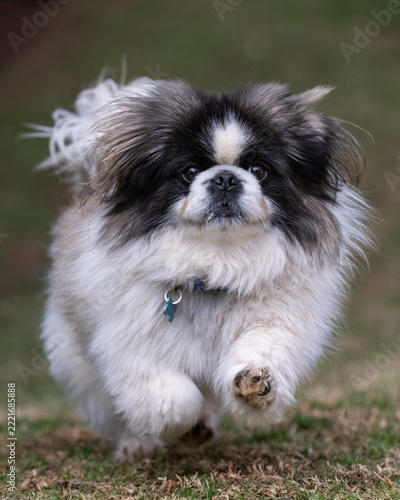 Obraz na plátně A fluffy black and white Pekingese dog running towards the camera across a grassy lawn