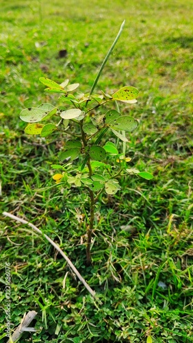 Small wild green plant seedling growing on lush grass meadow field during bright sunny day