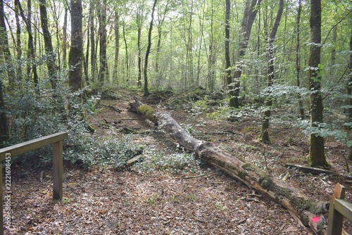 Un arbre mort s'est abattu en forêt de la Braconne, Charente, Nouvelle aquitaine, France.