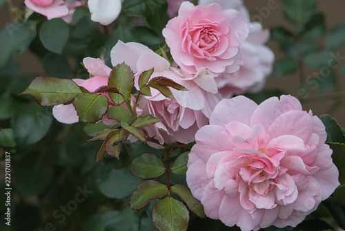 Soft pastel pink roses blooming in a lush garden setting during the bright spring season