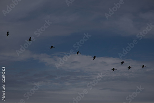 A flock of common cranes flying in formation against a dramatic cloudy blue sky at twilight