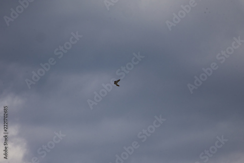 A solitary bird of prey soaring high against a backdrop of dark and moody overcast storm clouds