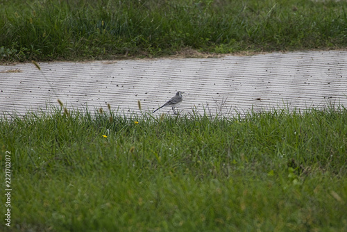 A small white wagtail bird standing on a paved walkway surrounded by lush green meadow grass